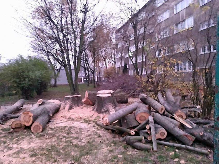 Wycięte przy ul. Warszawskiej drzewa / zdjęcie udostępnione przez czytelnika na redakcyjnym Facebooku
