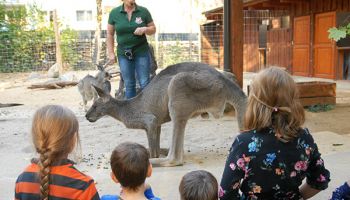 Prezentacja kangurów w Nasze Zoo Görlitz-Zgorzelec / fot. Catrin Hammer