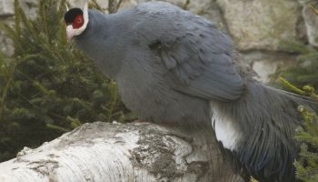 Nasze Zoo od wielu lat odnosi sukcesy w hodowli uszaków siwych, których ojczyzną są górskie lasy w Azji Centralnej|fot.:C.Hammer