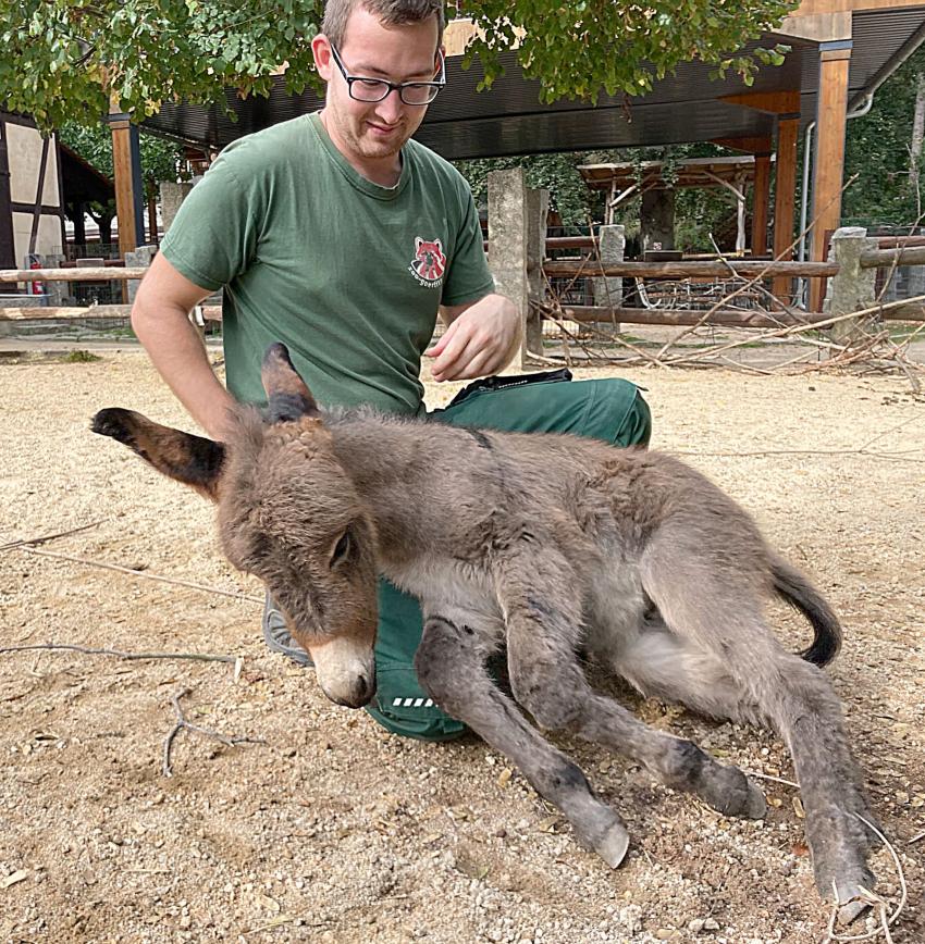 Emil rzucający się na nogi opiekuna zwierząt Phillipa Kießlich / fot. Nasze Zoo