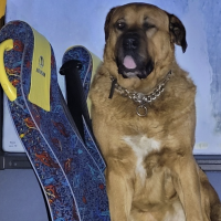 O psie, który jeździł...autobusem. Misiek stał się hitem Internetu!