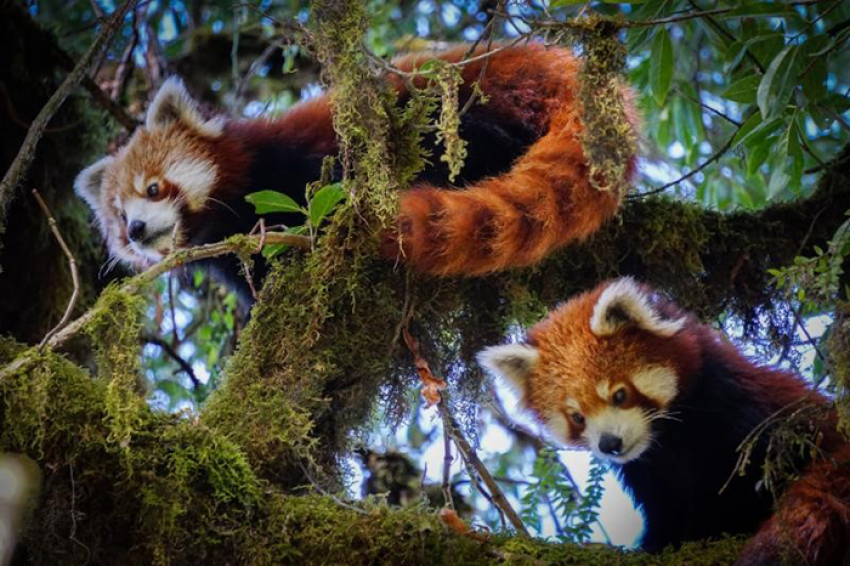 Międzynarodowy projekt ochrony gatunków – panda czerwona, Nepal