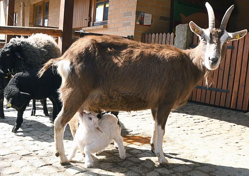 fot. Turyńska koza leśna Almi z adoptowanym dzieckiem Sissi , www.zoo-goerlitz.de