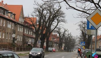 Przy ul. Kościuszki w Zgorzelcu, na odcinku między ul. Kilińskiego a ul. Prusa zostanie wyciętych 8 drzew.