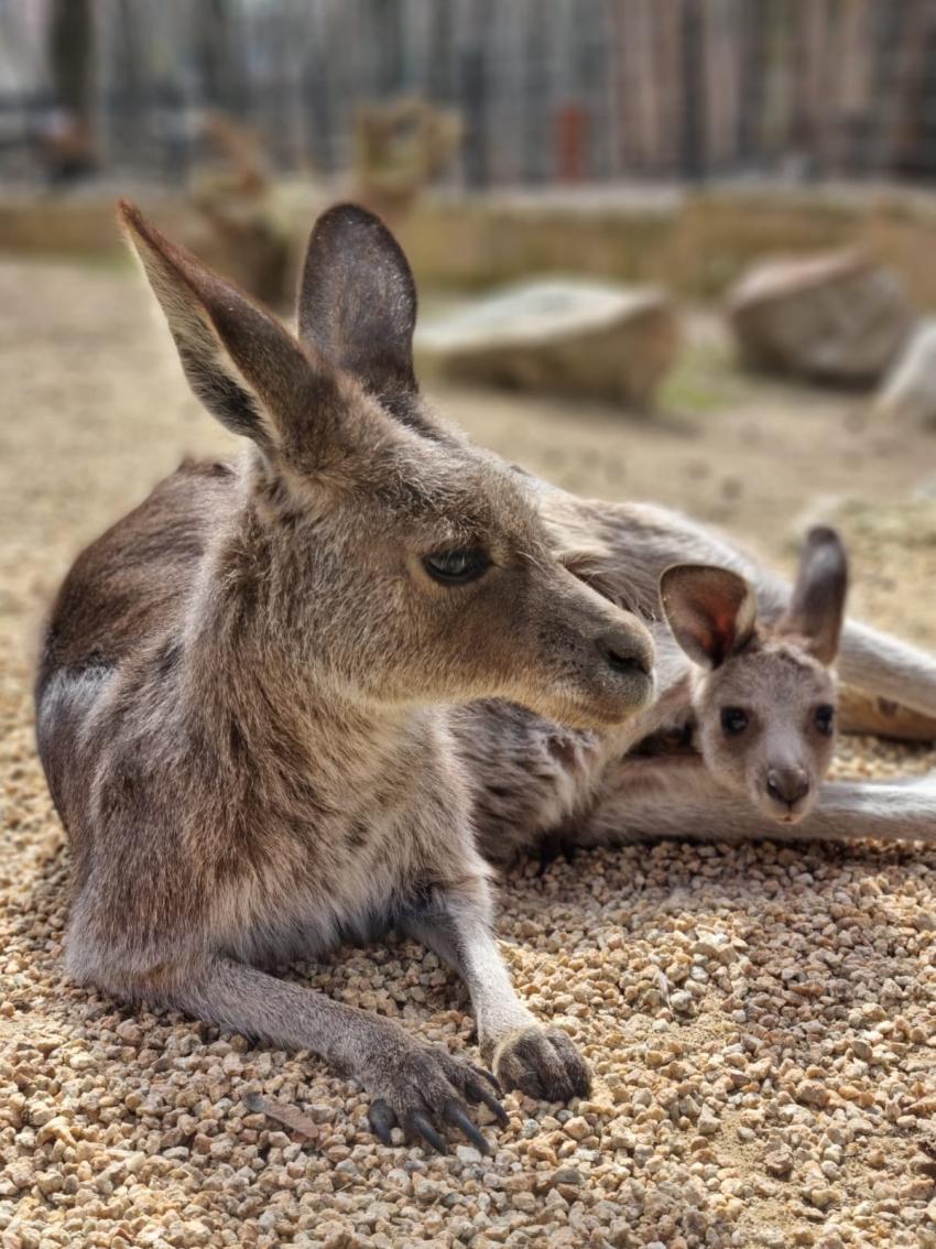 Zawsze warte odwiedzenia - potomstwo olbrzymich szarych kangurów / fot. www.zoo-goerlitz.de, A. Kolar