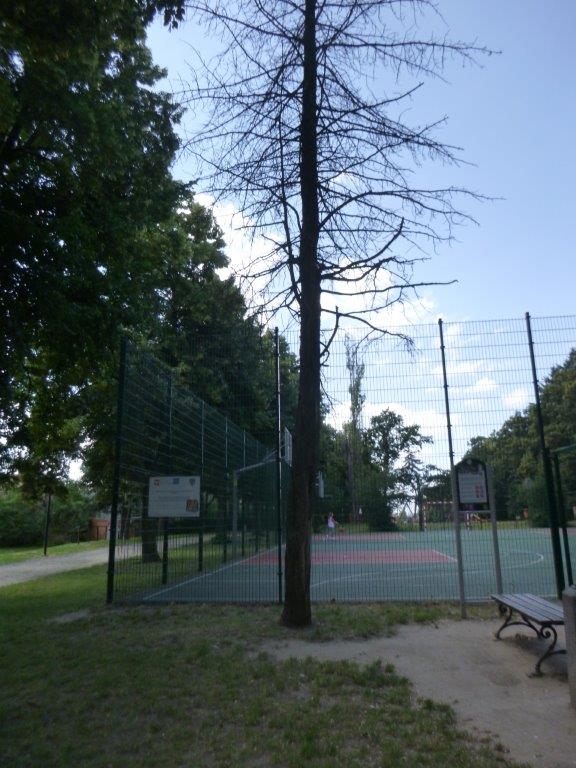 Wycinka uschniętych drzew w parku im. Błachańca w Zgorzelcu