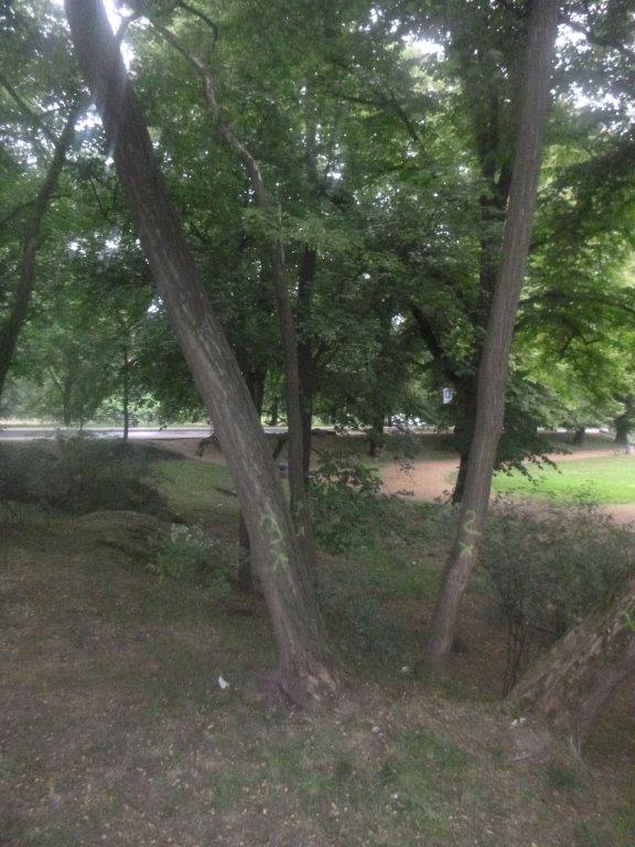 Wycinka uschniętych drzew w parku im. Błachańca w Zgorzelcu